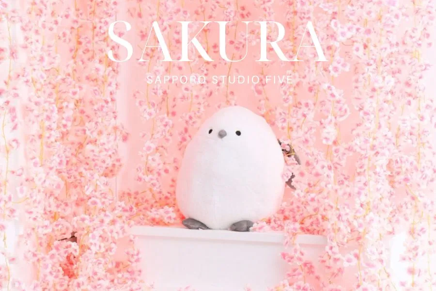 桜セット2026🌸