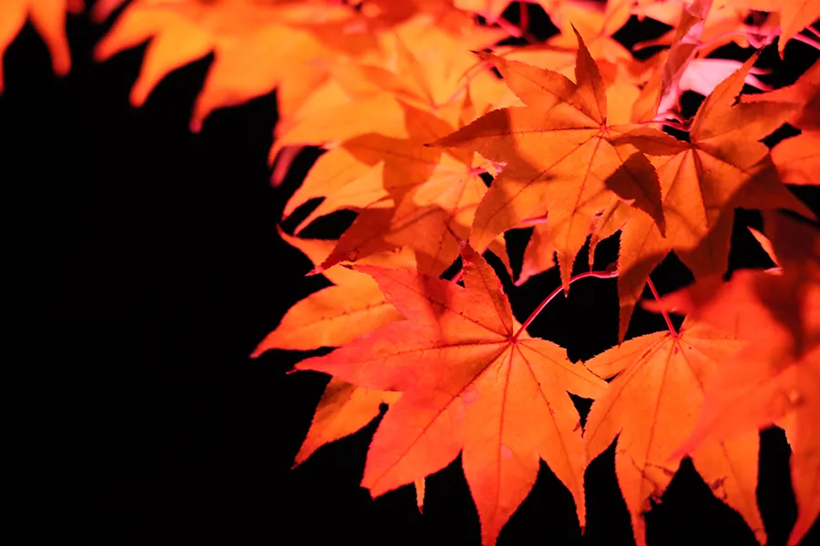 11月カメラマンスケジュールと徒然🍁